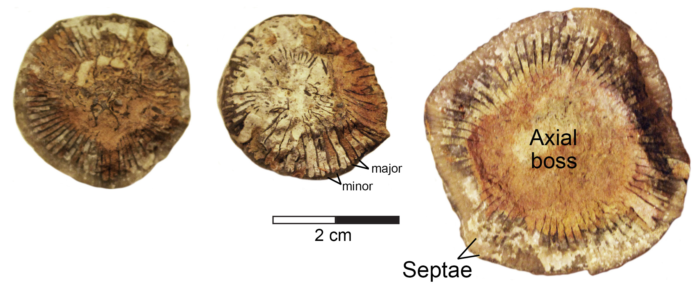 Views of Grewingkia canadensis calices.